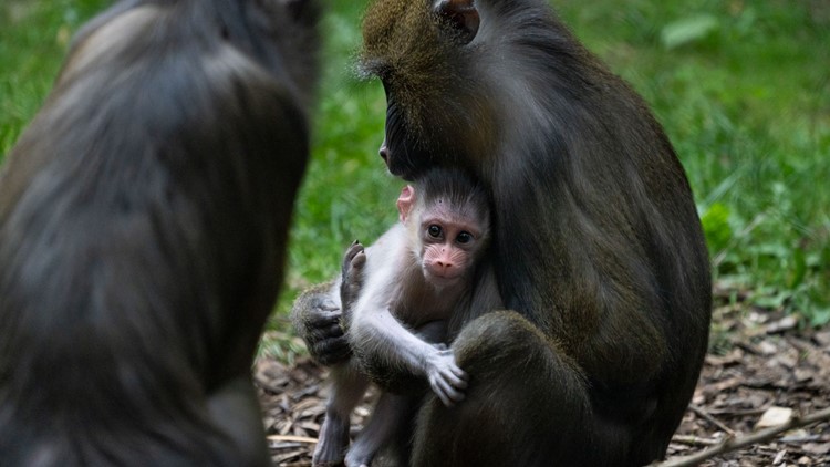 New baby mandrill born earlier this month at Columbus Zoo and Aquarium