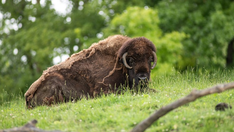 Columbus Zoo announces death of Clover the bison