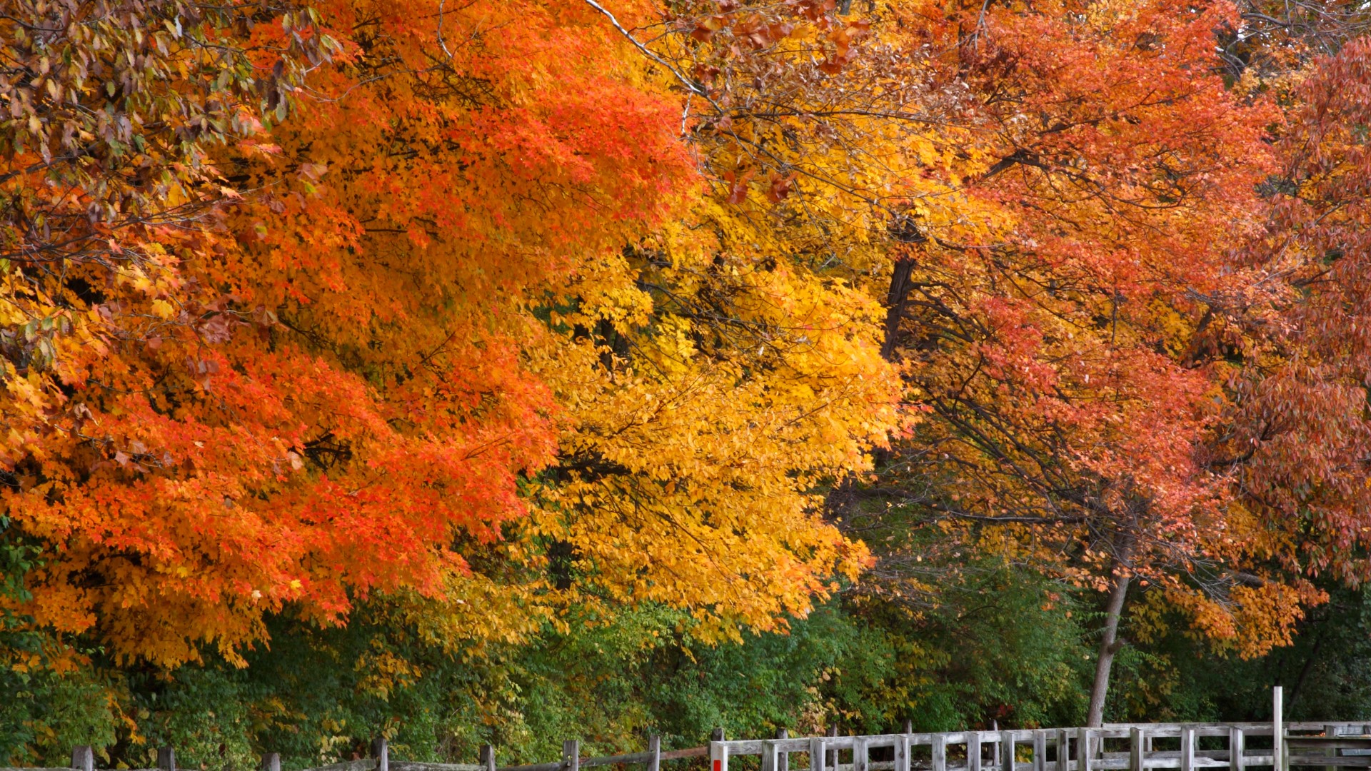 Best fall foliage spots in central Ohio | 10tv.com