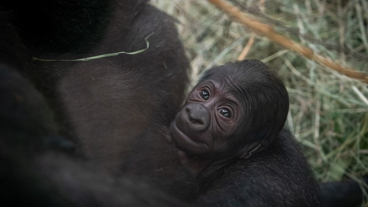 Gorilla And Girl X Video - Columbus Zoo welcomes baby gorilla | 10tv.com
