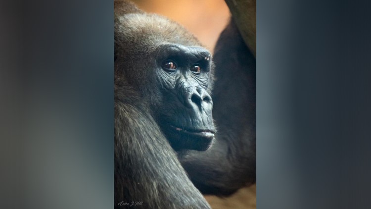 Gorilla Matriarch At Cincinnati Zoo Dies At Age 50 10tv Com