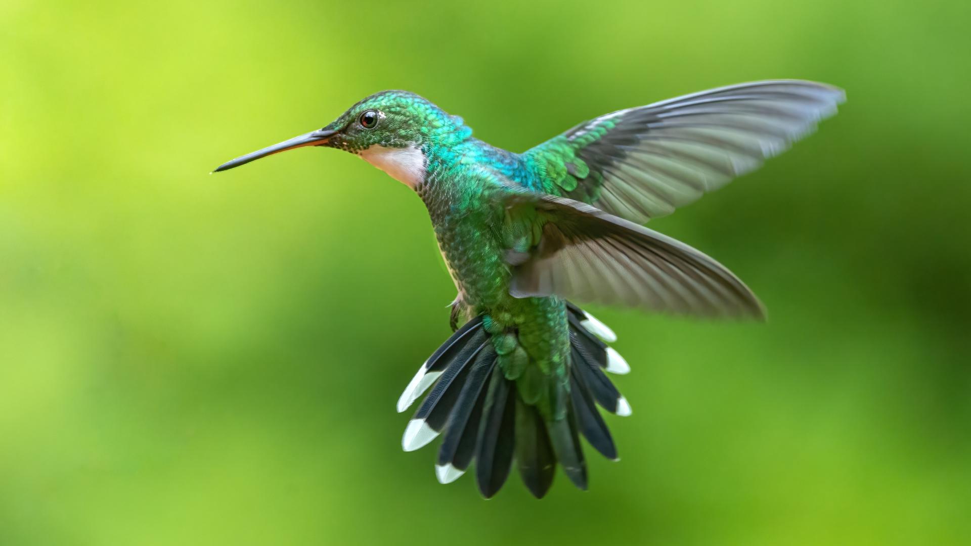 Hummingbirds migrating to Ohio | 10tv.com