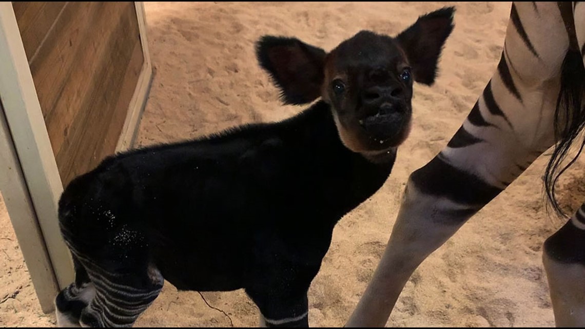 Okapi calf born at Columbus Zoo & Aquarium(01)
