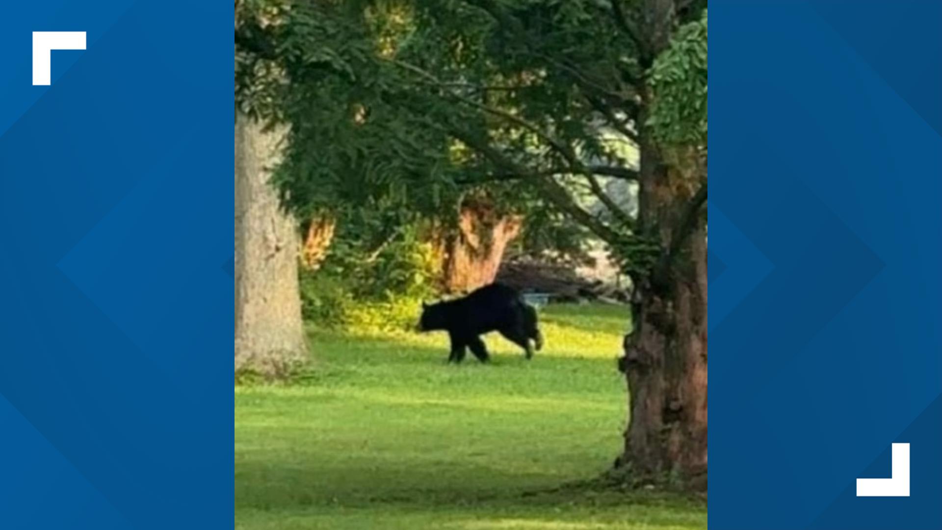 An ODNR spokesperson said that the Division of Wildlife will monitor the bear and respond if it becomes a nuisance or poses a public safety risk.
