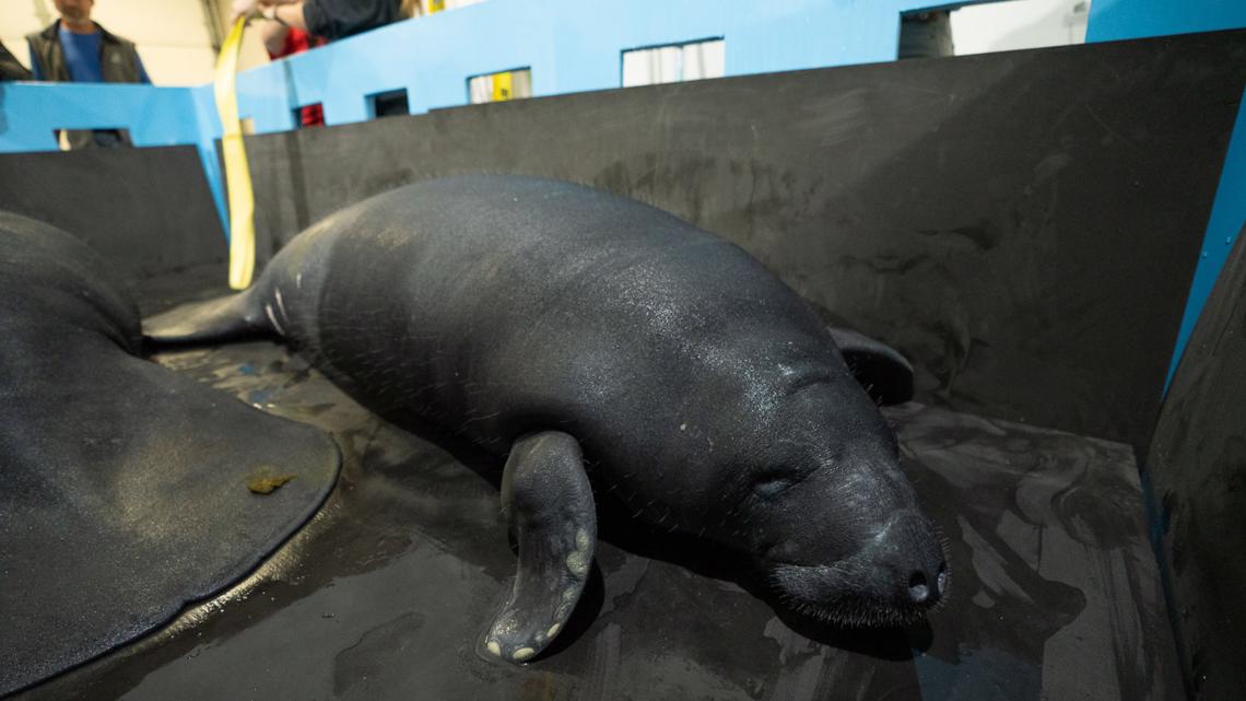 Columbus Zoo: Manatees Return To Florida After Rehabilitation | 10tv.com