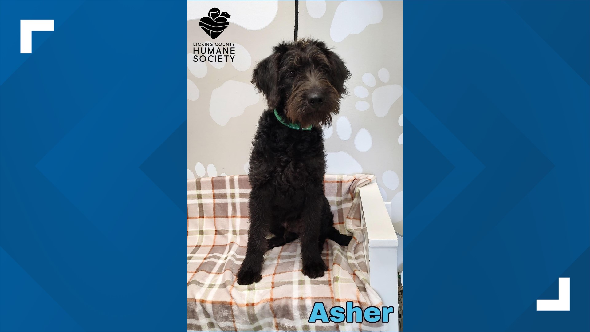 Housing crisis contributing to rise in shelter dogs across Ohio