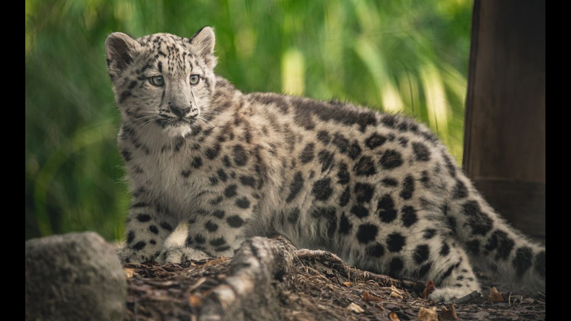 Baby snow leopard now on display at The Toledo Zoo