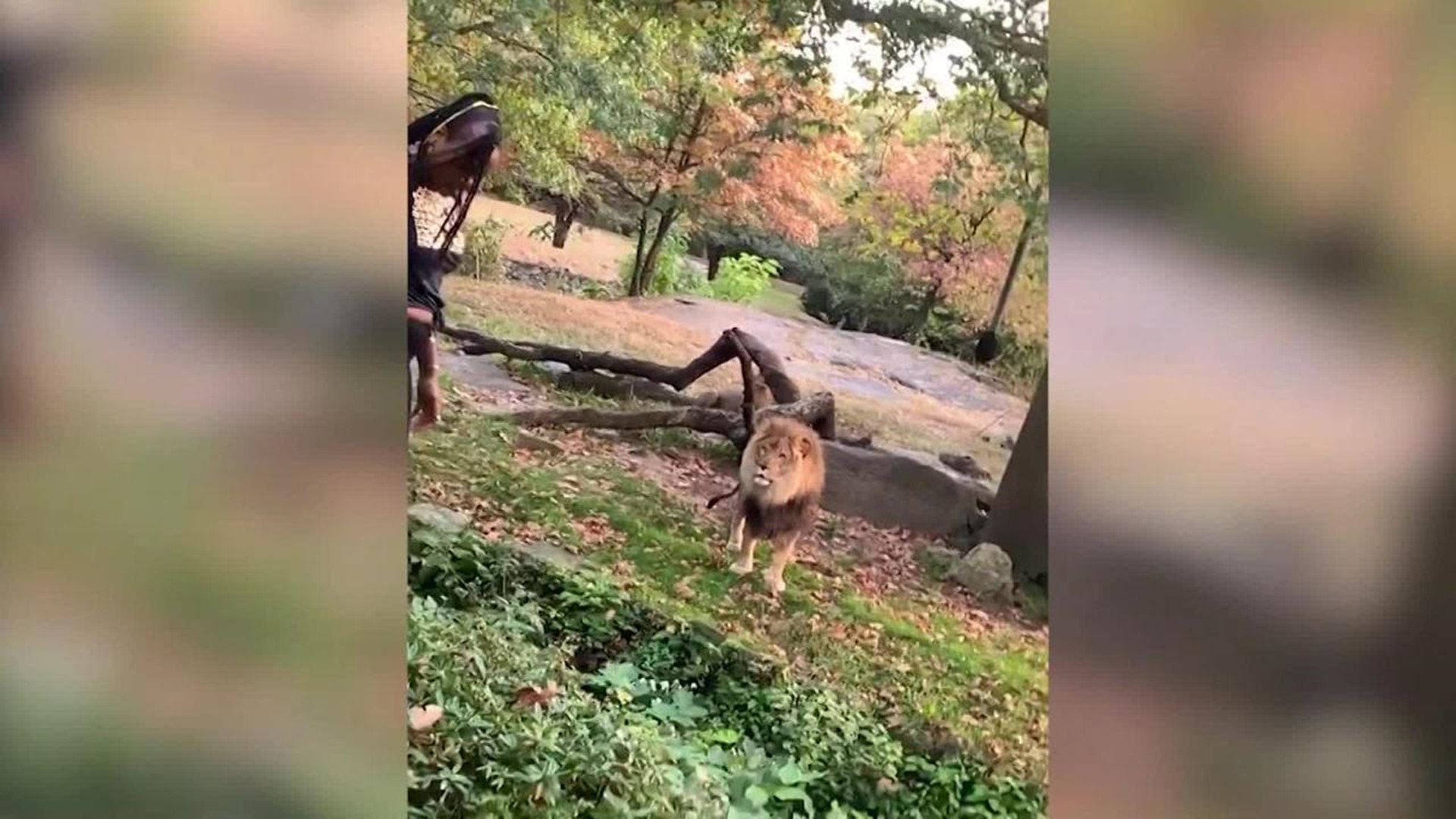 Woman climbs into exhibit at Bronx Zoo, appears to taunt lion 