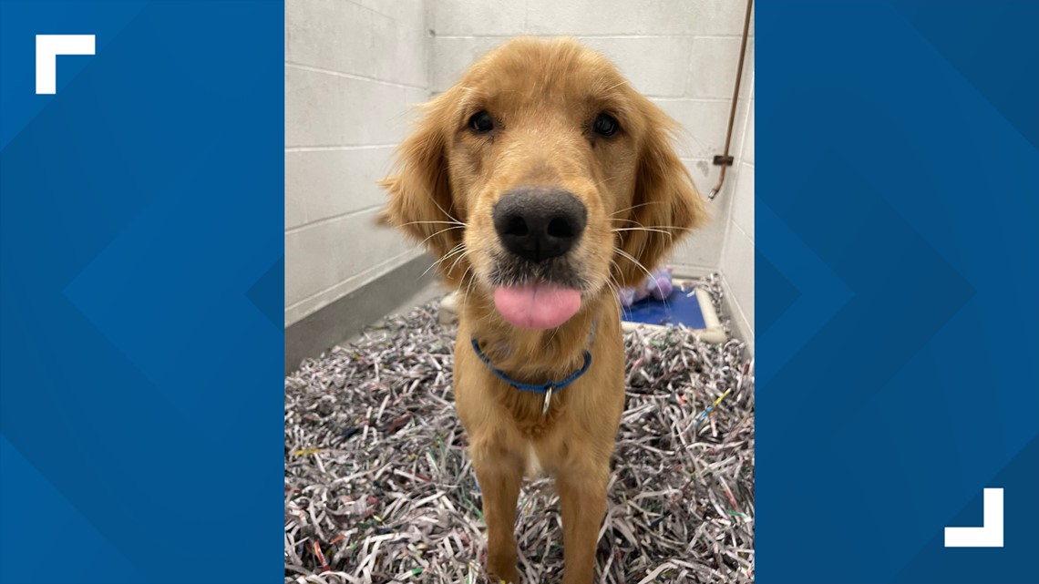 Can Jalapenos Kill Dogs