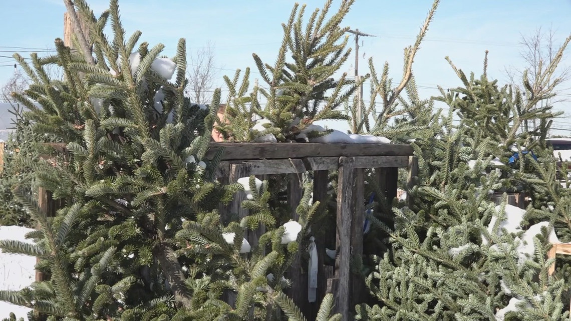 Delaware County farm offers pay-what-you-can Christmas Trees