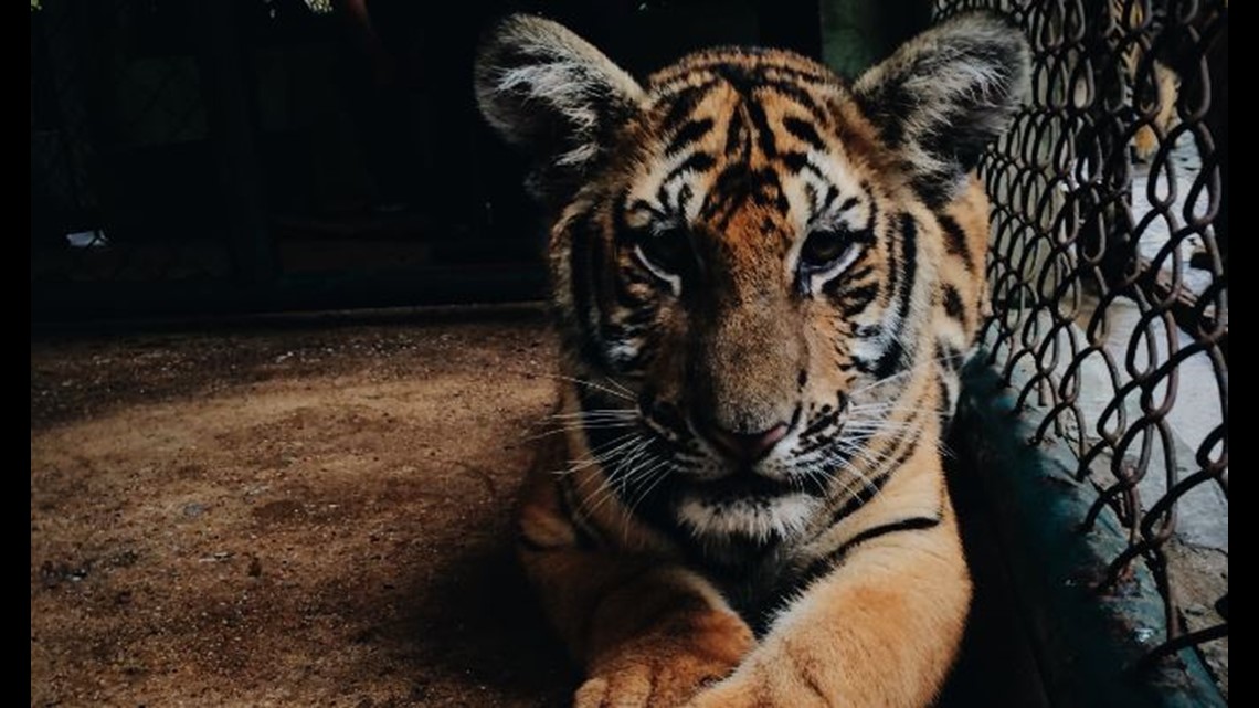 High school team to again have live tiger mascot at football game