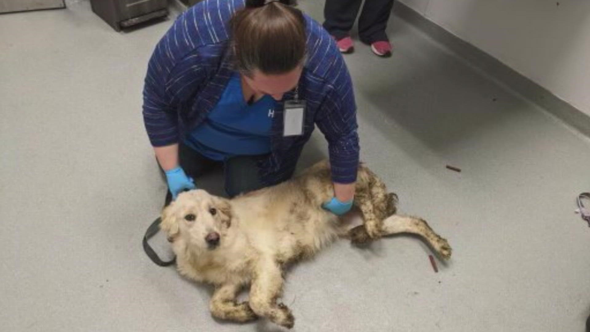 Columbus Humane described the conditions of the animals as stable.