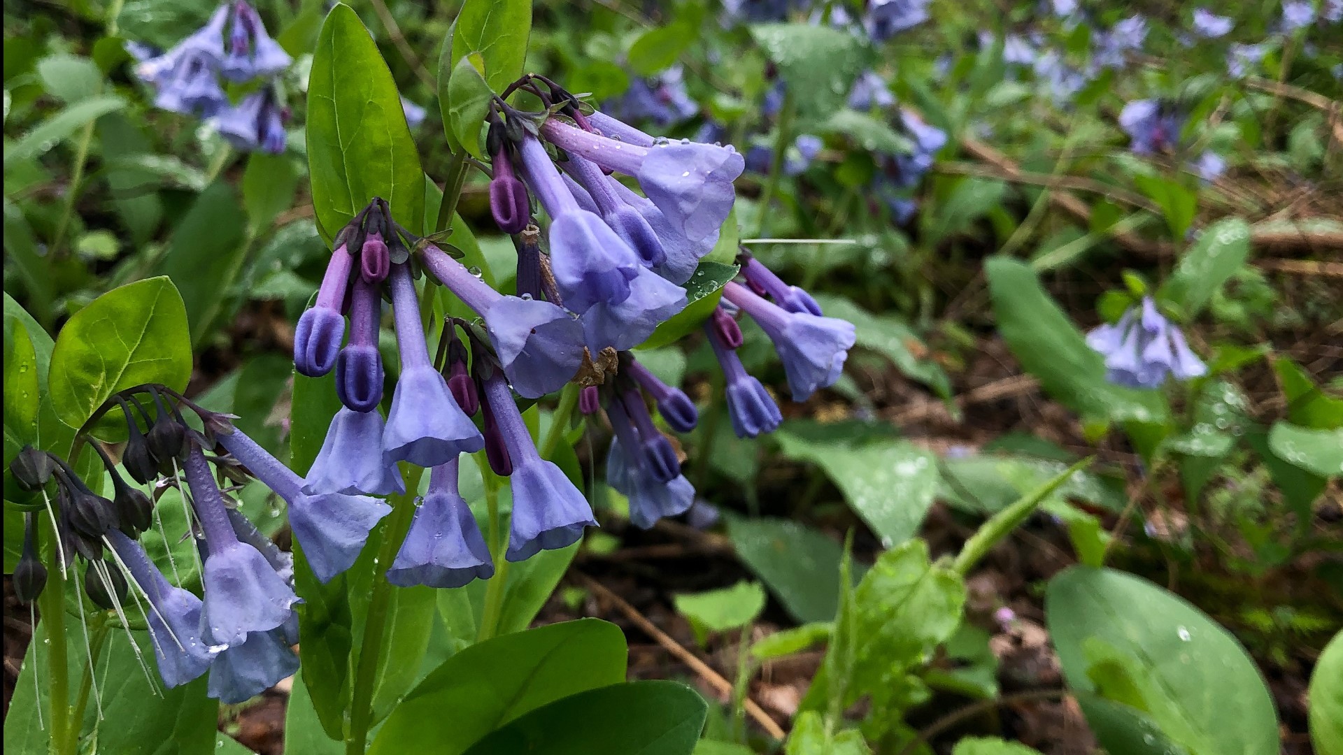 Flowers and other spring foliage are taking off in parts of Ohio despite the cooler and wet weather.