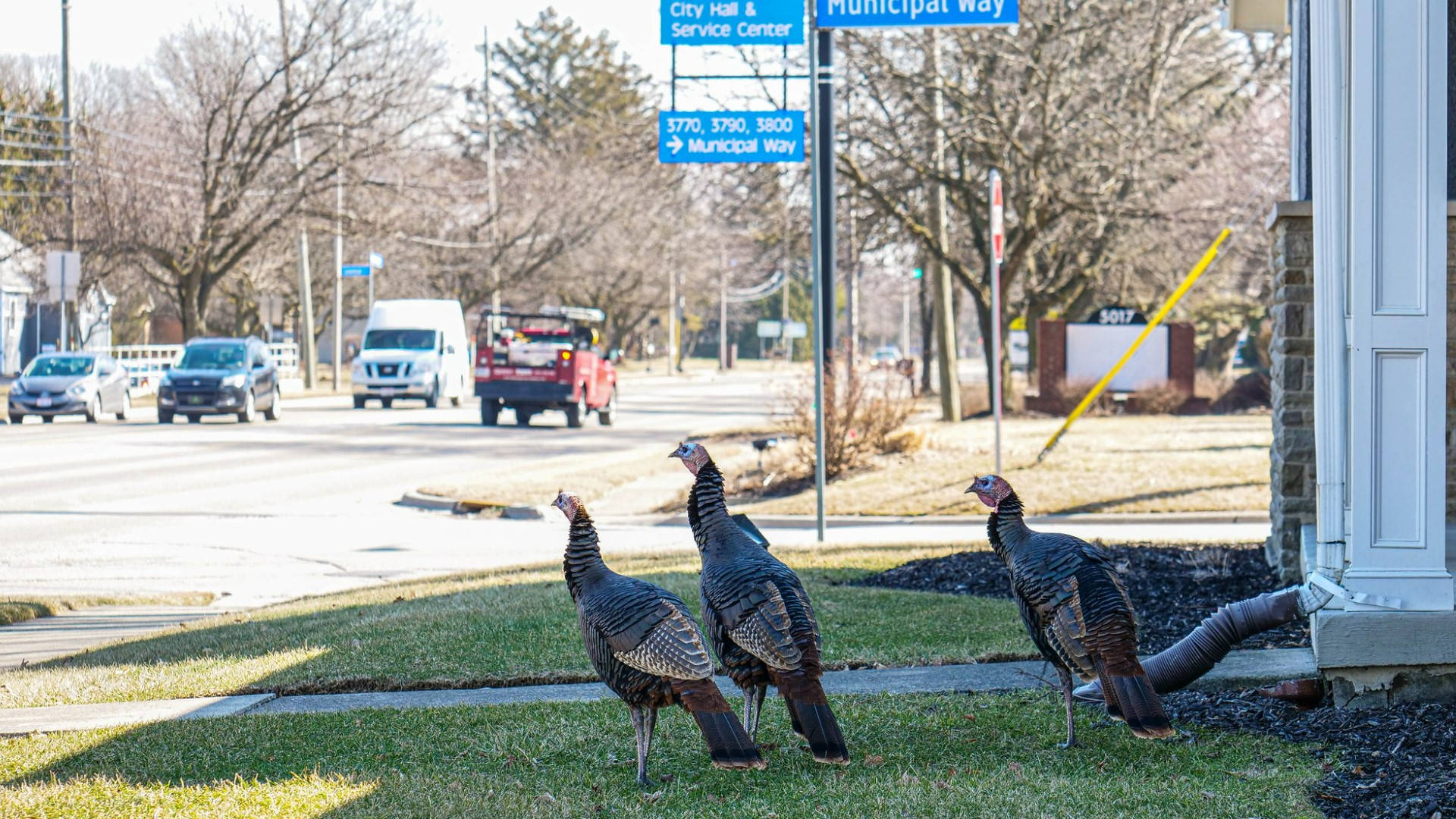 The male turkeys, dubbed the "Hilliard Turkey Gang," cannot be relocated due to ODNR regulations, according to a Facebook post made by the city.