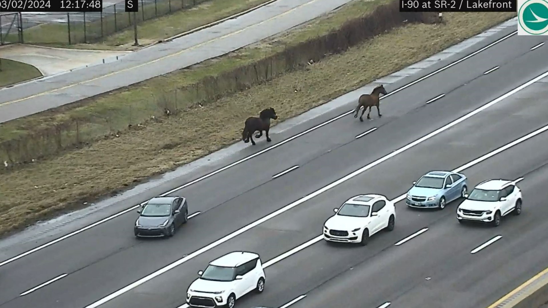 Cleveland police said the two police horses escaped during routine care and exercise and took off down Interstate 90.