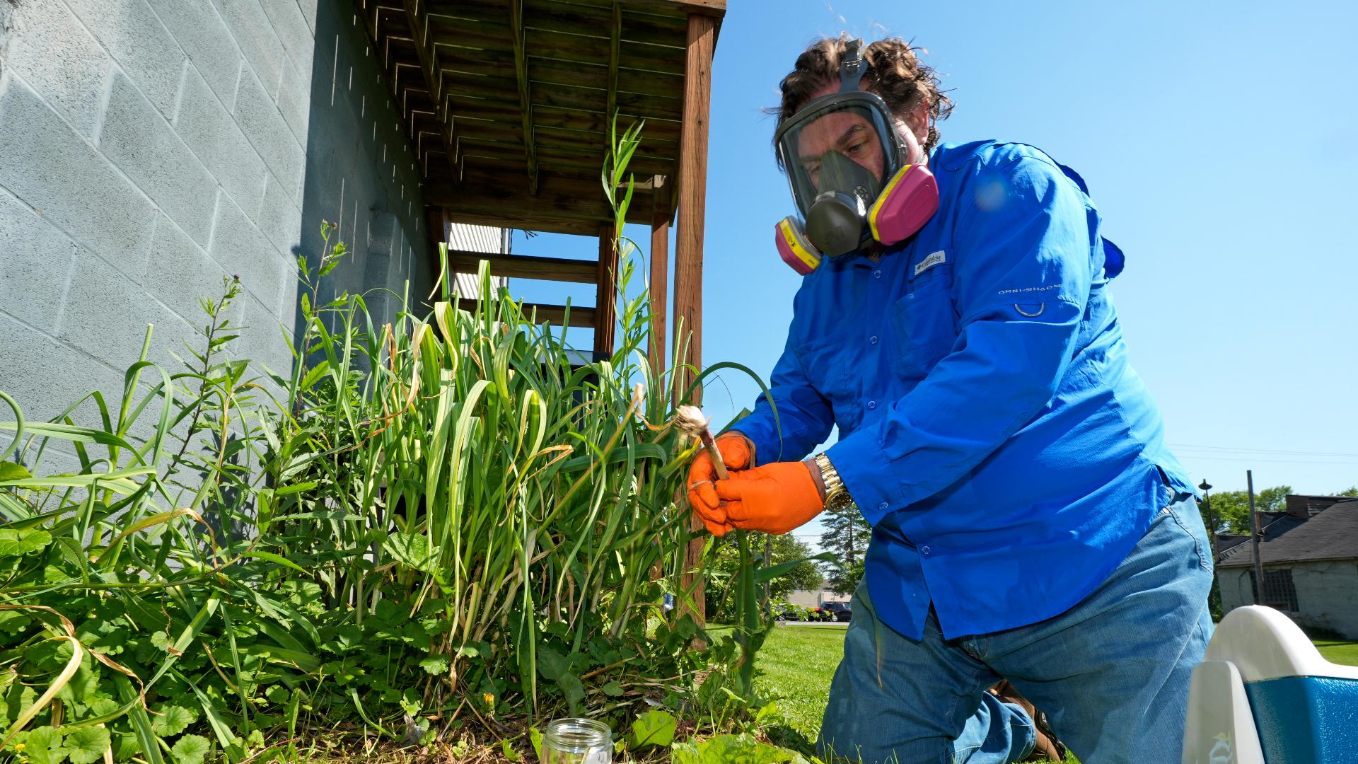 Toxic Garlic Should Have Prompted EPA To Warn Against Gardening Near toxic-garlic-should-have-prompted-epa-to-warn-against-gardening-near