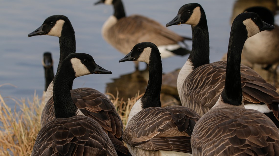 Canada goose discount columbus ohio