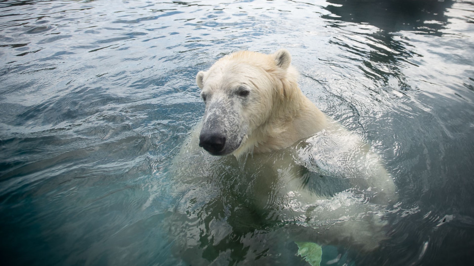 Columbus Zoo Polar Bear Kulu Moving To New Home This Fall 