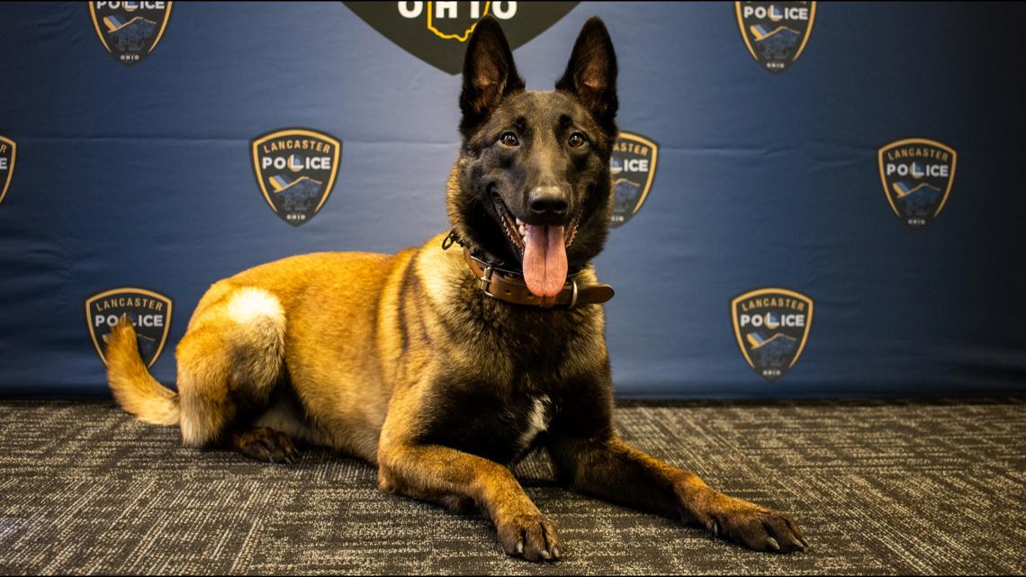 Lancaster police welcome new K-9 to team - Vimarsana News