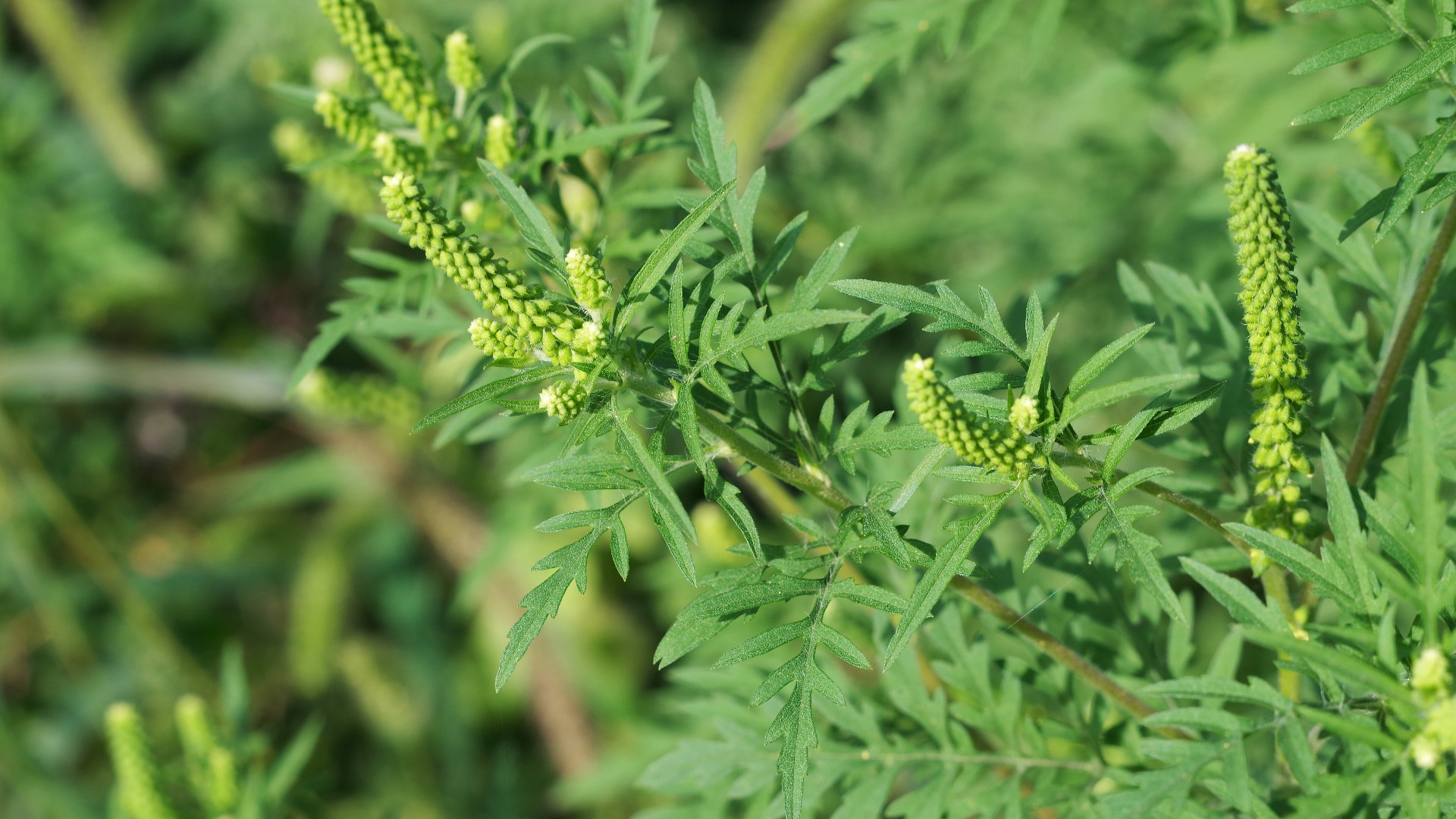 Ragweed is one of the more popular weeds and the leading cause of allergies during the months of August and September.