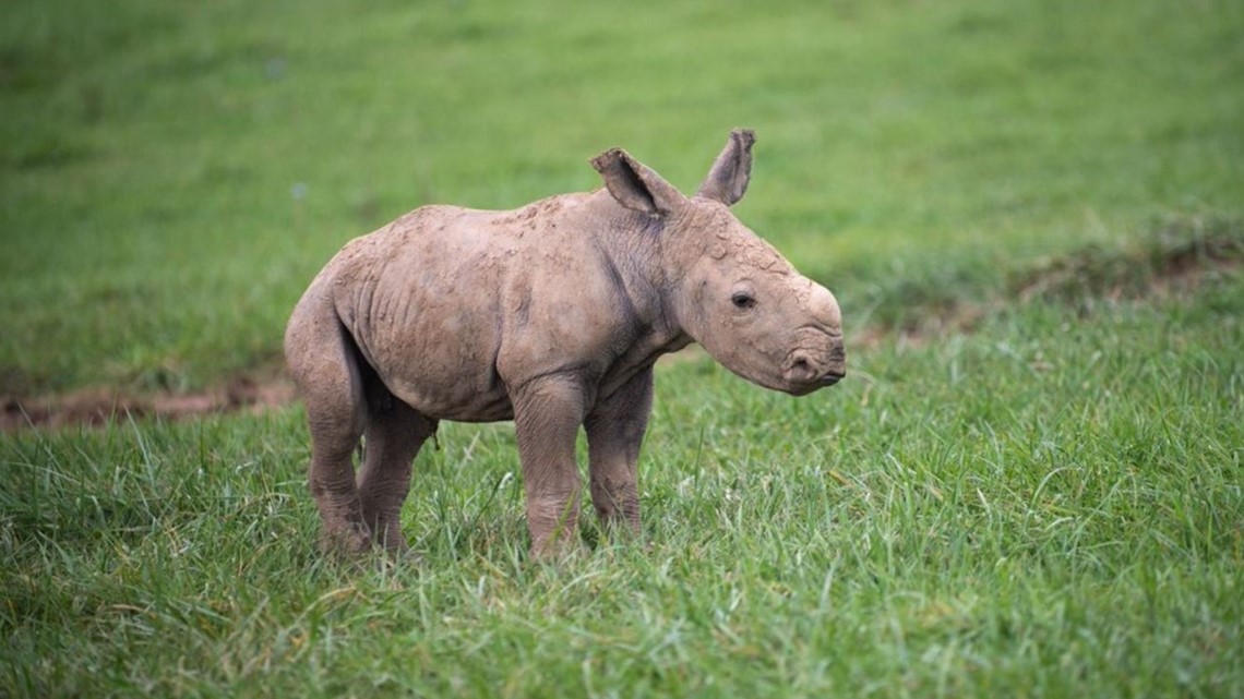 Southern white rhino born at The Wilds in Ohio - Vimarsana News