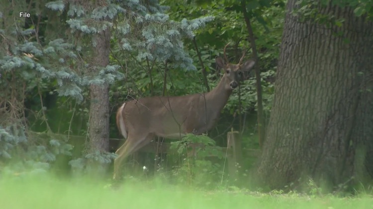Columbus wildlife YouTubers plead guilty to more than a dozen poaching charges