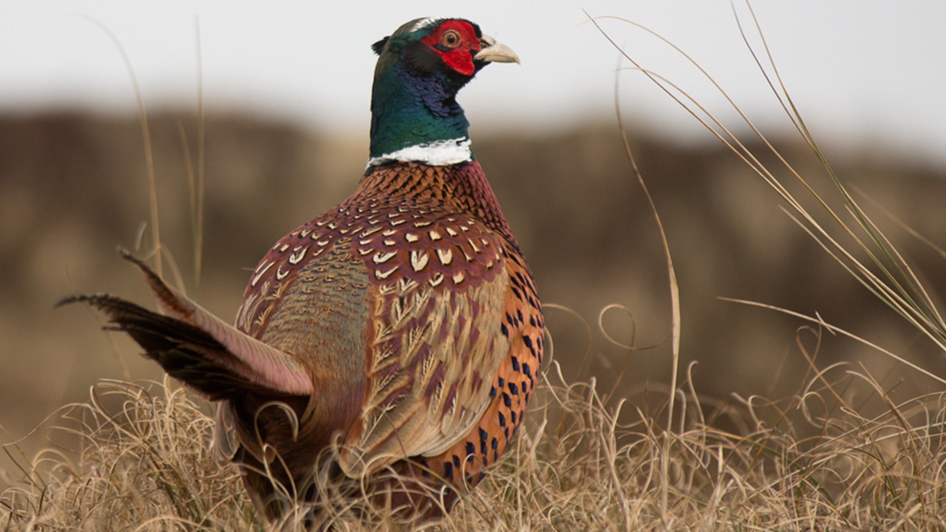 Ohio to release over 14,000 pheasants in hunting areas