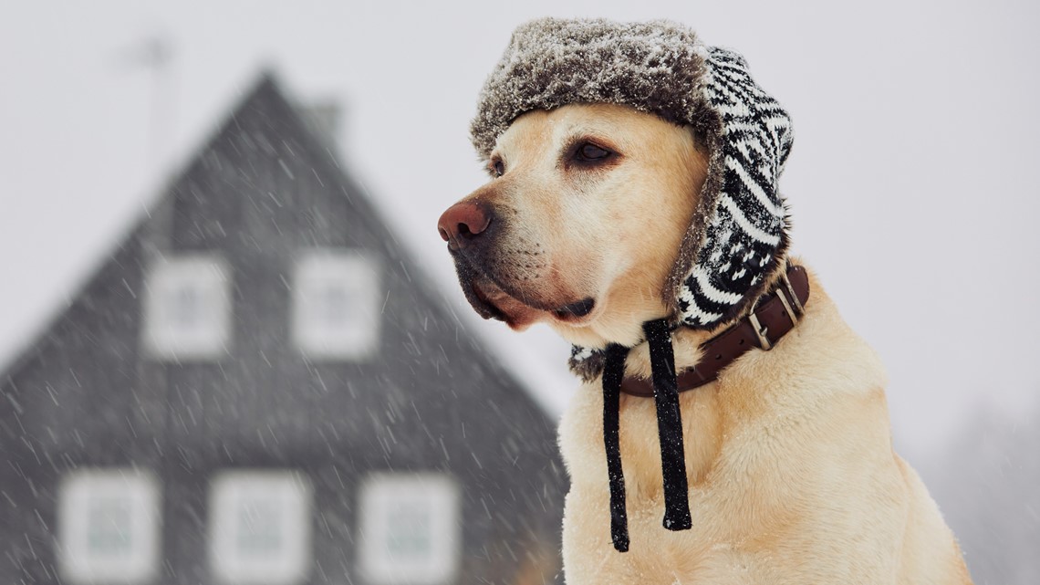 Pet negligence in Columbus up by 50%, agency says - Vimarsana News