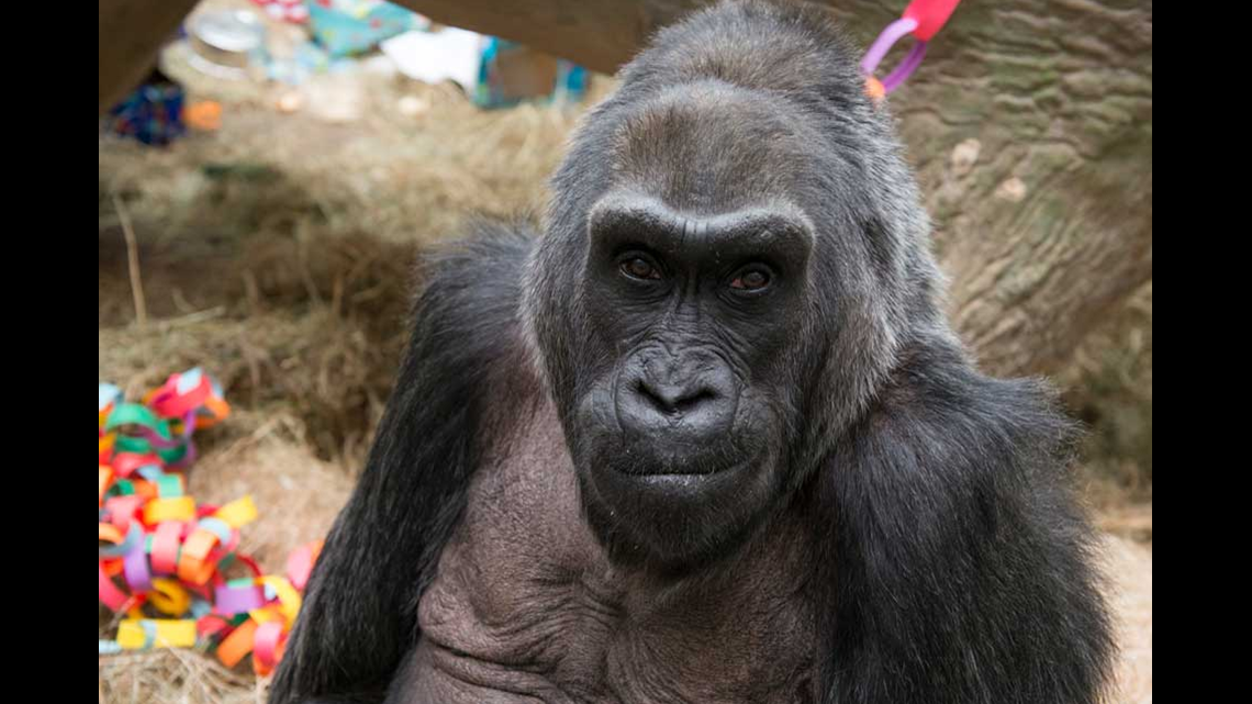 Columbus Zoo's Oldest Gorilla Turns 58 Today | 10tv.com