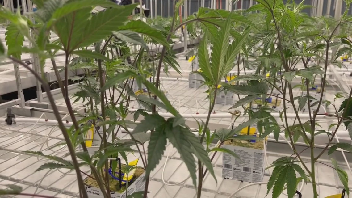 Recreational marijuna sales in Ohio could happen soon - Vimarsana News