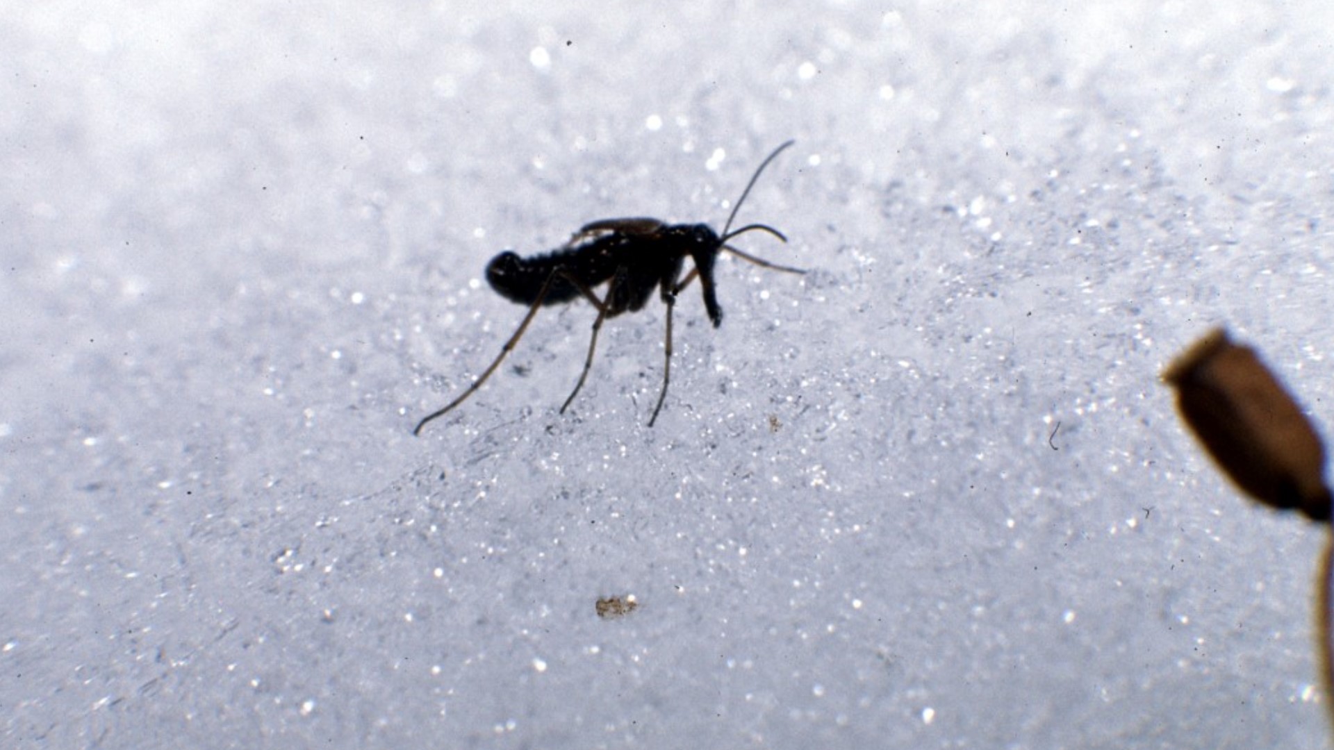 The snow fleas are not harmful to humans or pets.