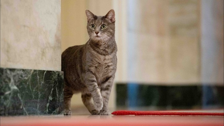 'Meet Willow': Bidens welcome cat to the White House