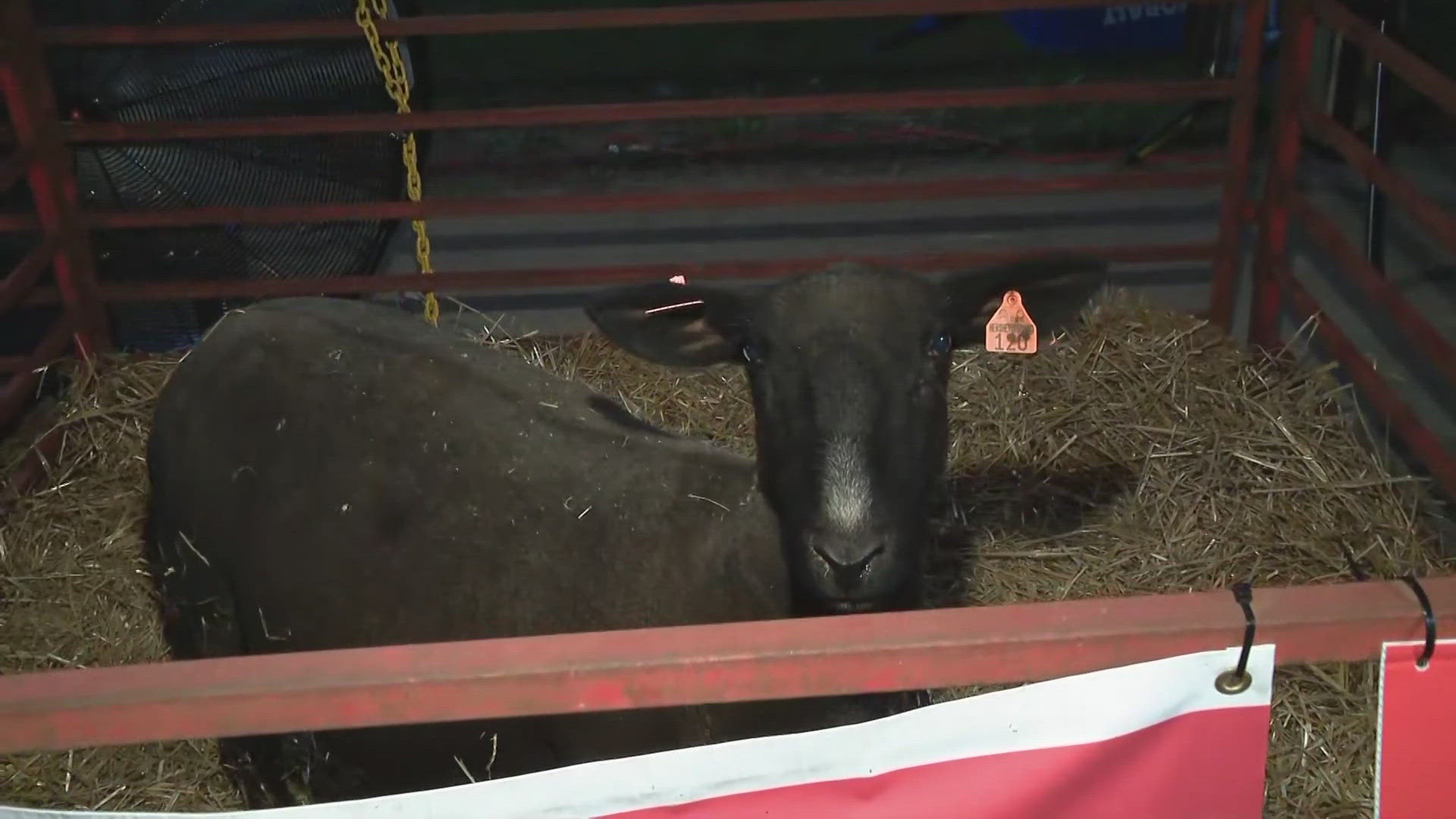 The state fair has been going on since 1850 and draws in crowds from all over the state for concerts, 4-H projects and judging, fair food, games and more.