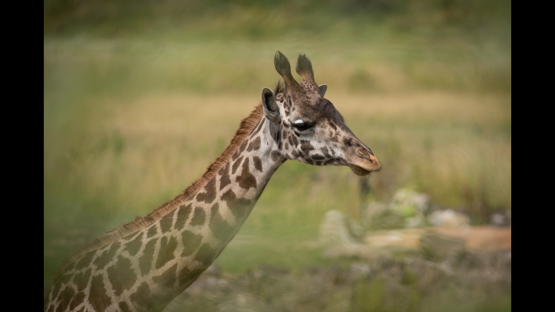 Baby giraffe dies at Columbus Zoo following complications with birth