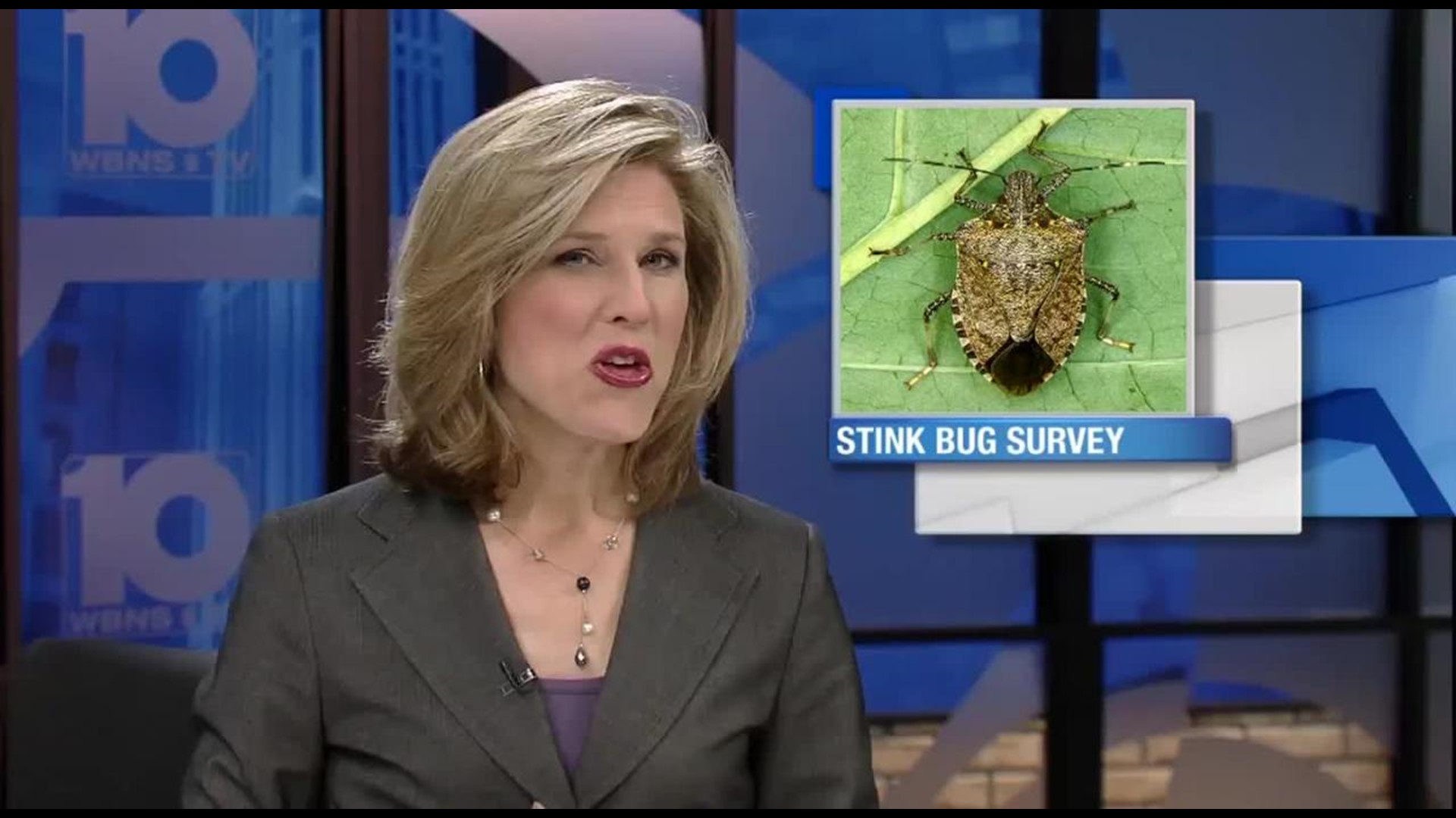 The Invasion Begins: Stink Bugs Arrive In Central Ohio As Temps Dip