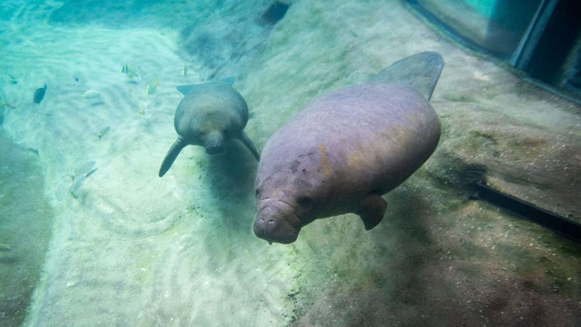 2 manatees from ZooTampa in Florida moved to Columbus Zoo to continue rehabilitation - Vimarsana News