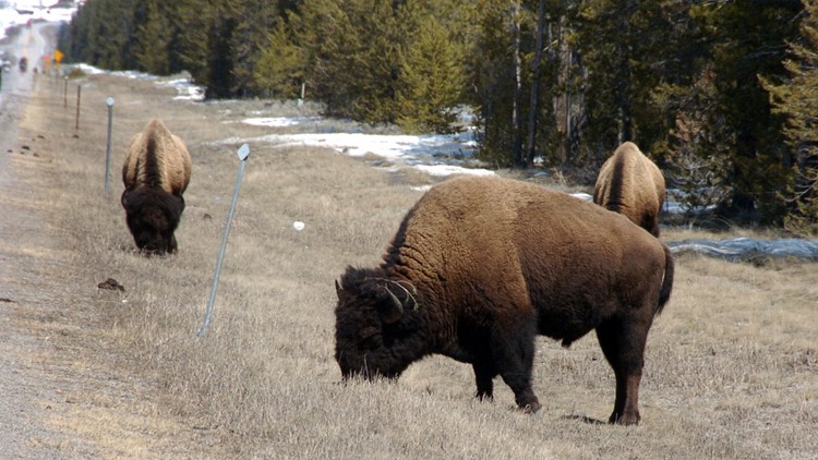 Wanita Ohio terluka oleh bison di Taman Nasional Yellowstone