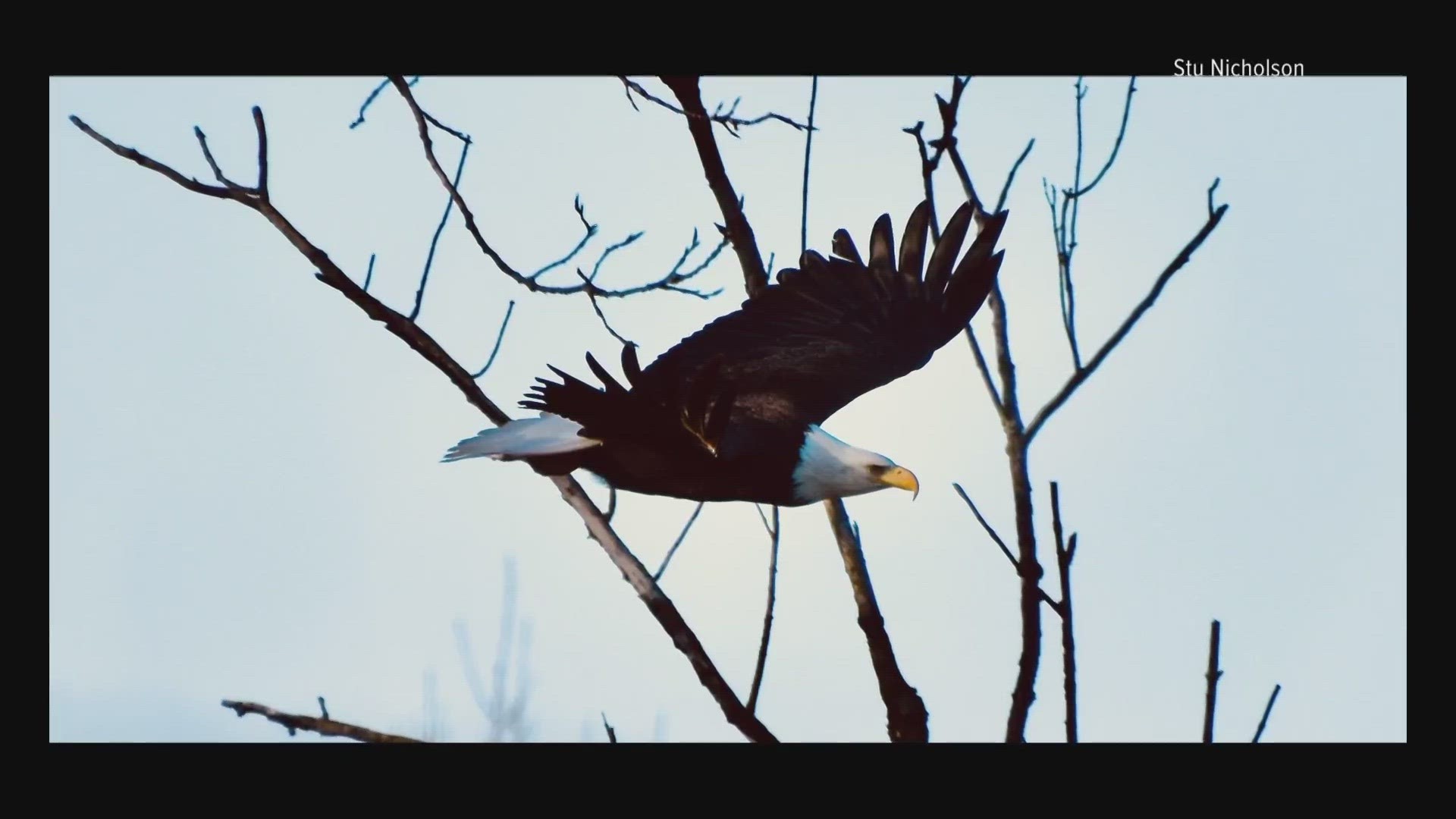 A Remarkable Comeback Former Journalist Captures Bald Eagles In Franklin County