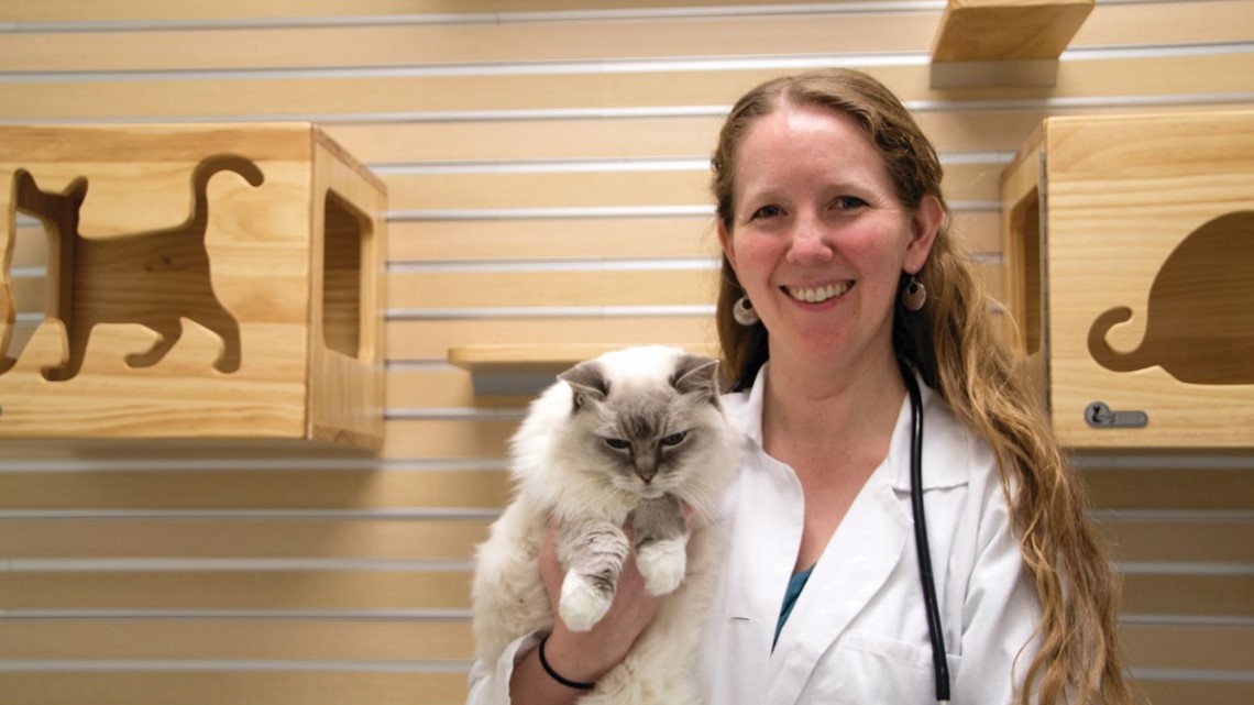 Ohio State Veterinary offering clinical trials for cats with CKD