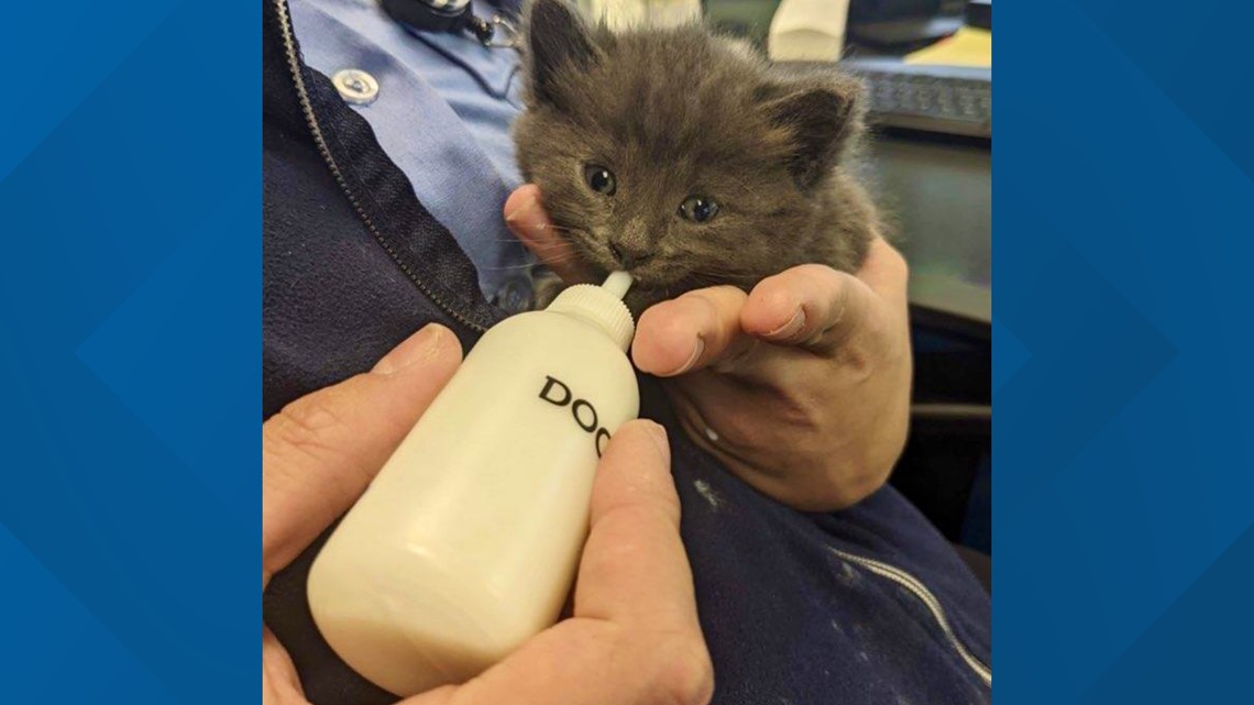 OSHP trooper rescues kitten from highway; names him ‘Trooper’
