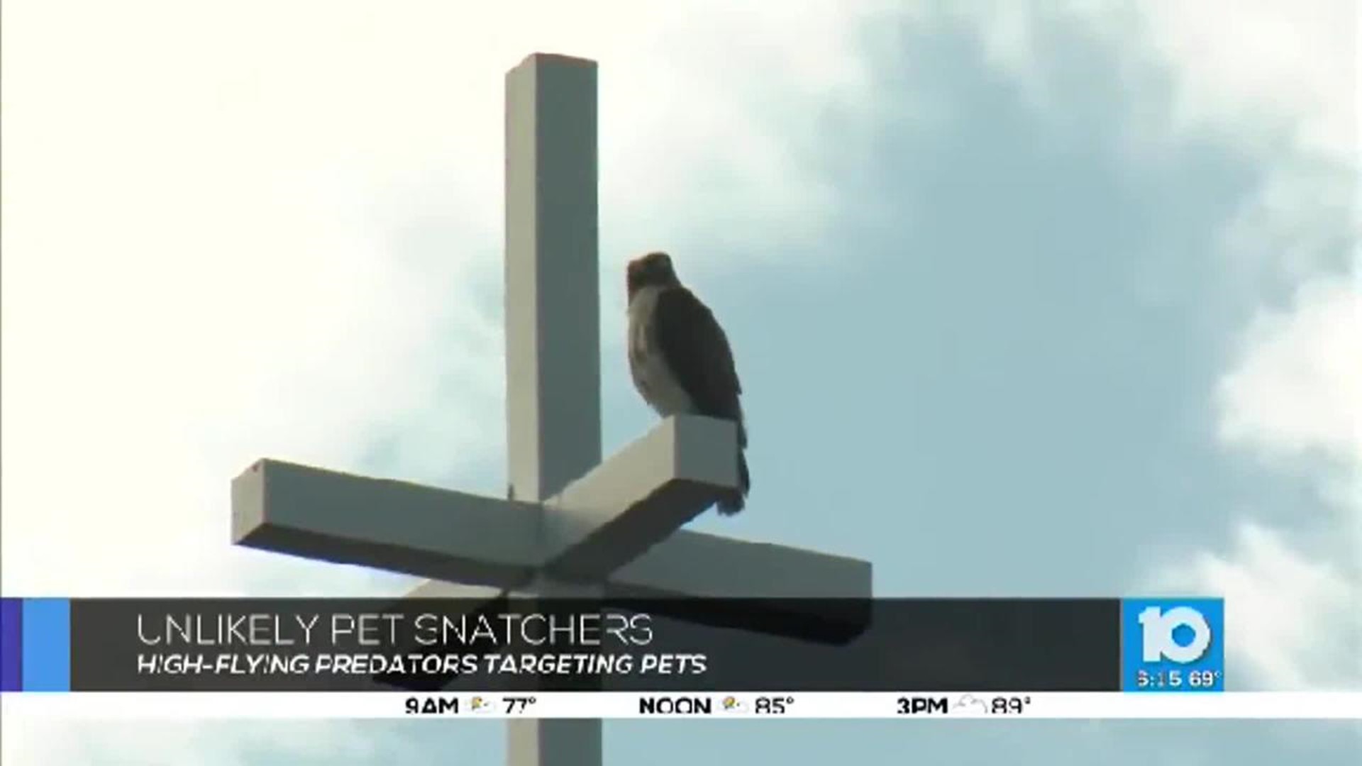 Hawk Attacks On The Rise