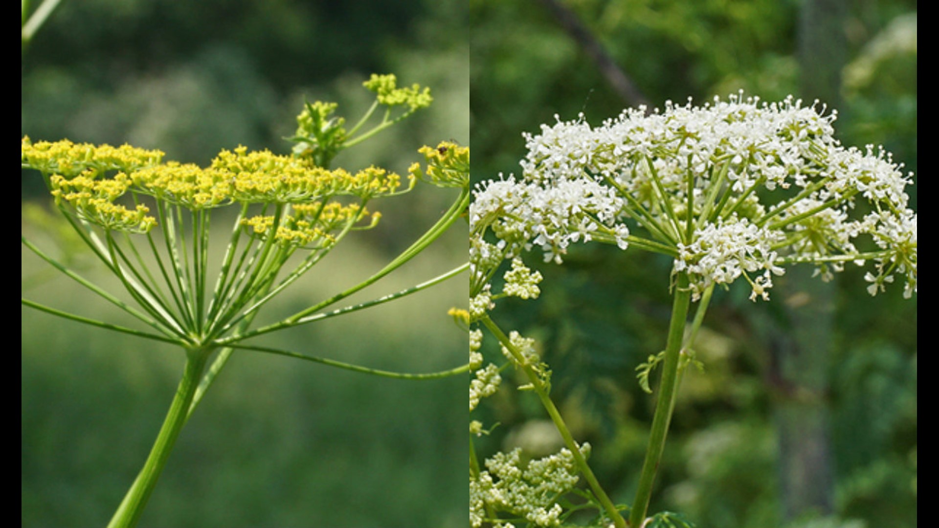 Warning issued for poisonous, deadly plants popping up in Ohio