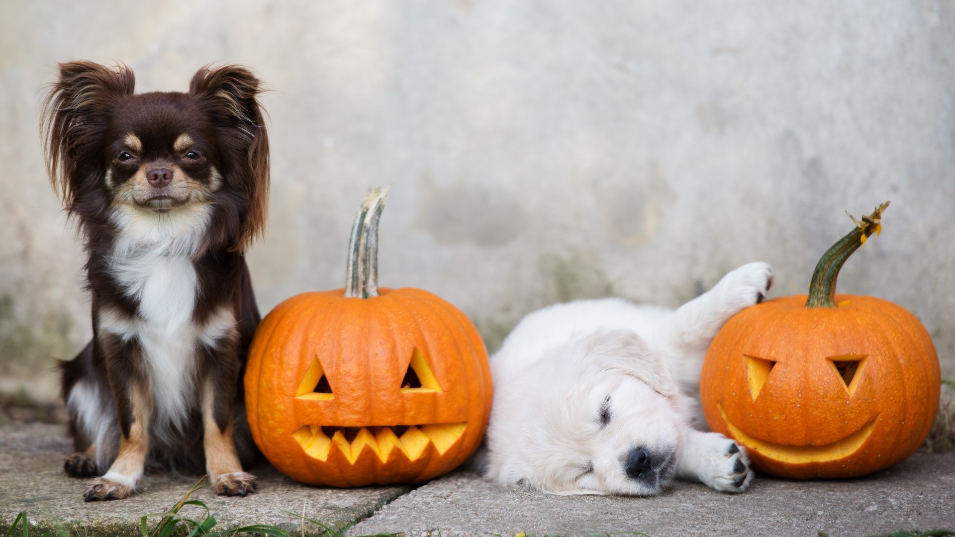 An aspect of trick-or-treating to consider is what to do with furry friends, especially those tagging along for the fun.