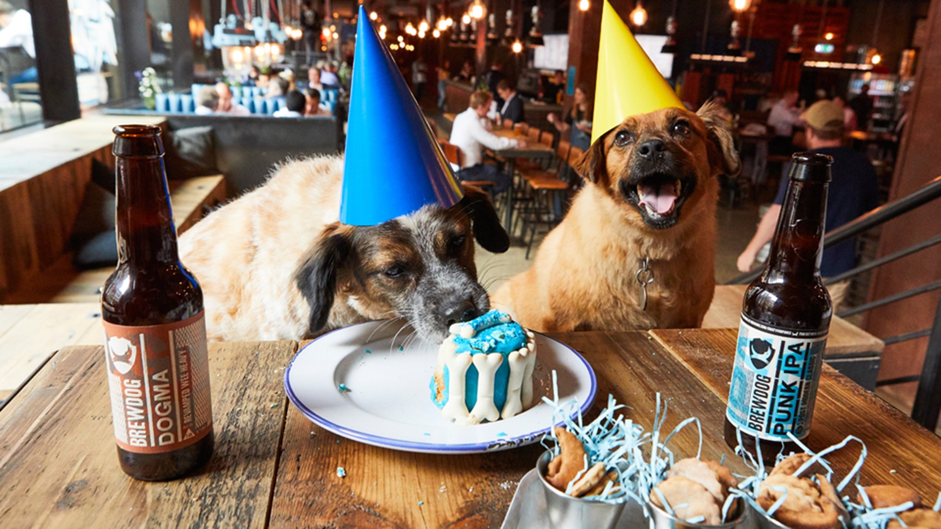 Brewdog announces beer for dogs so owners can host 'pawties'