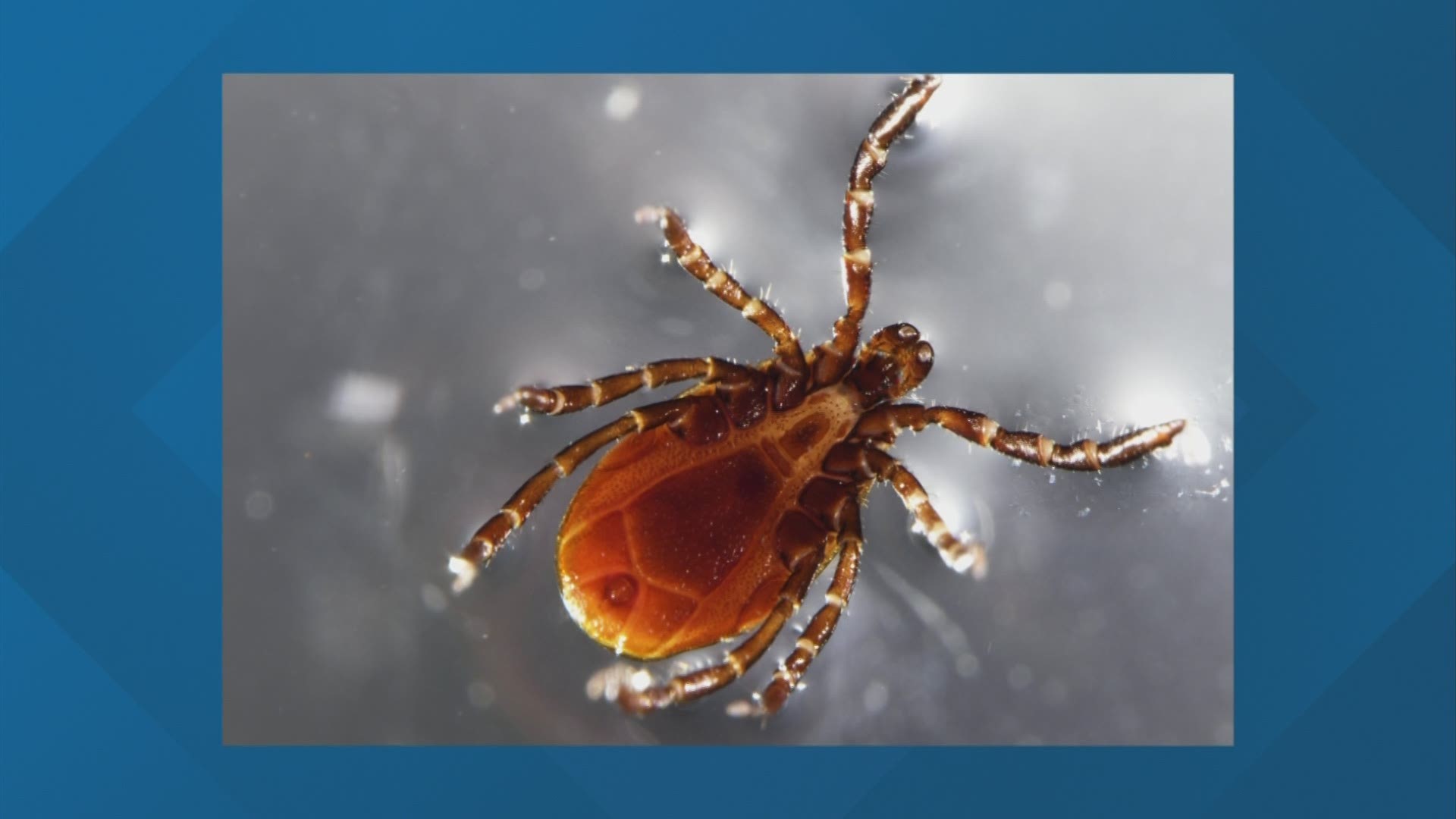 Ohio State veterinarians have seen more ticks in central Ohio over the past 10 years.