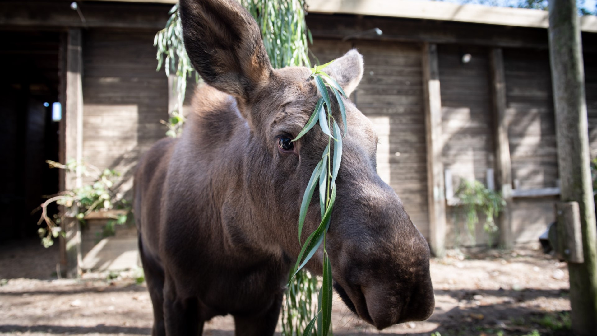 Columbus Zoo takes in orphaned moose