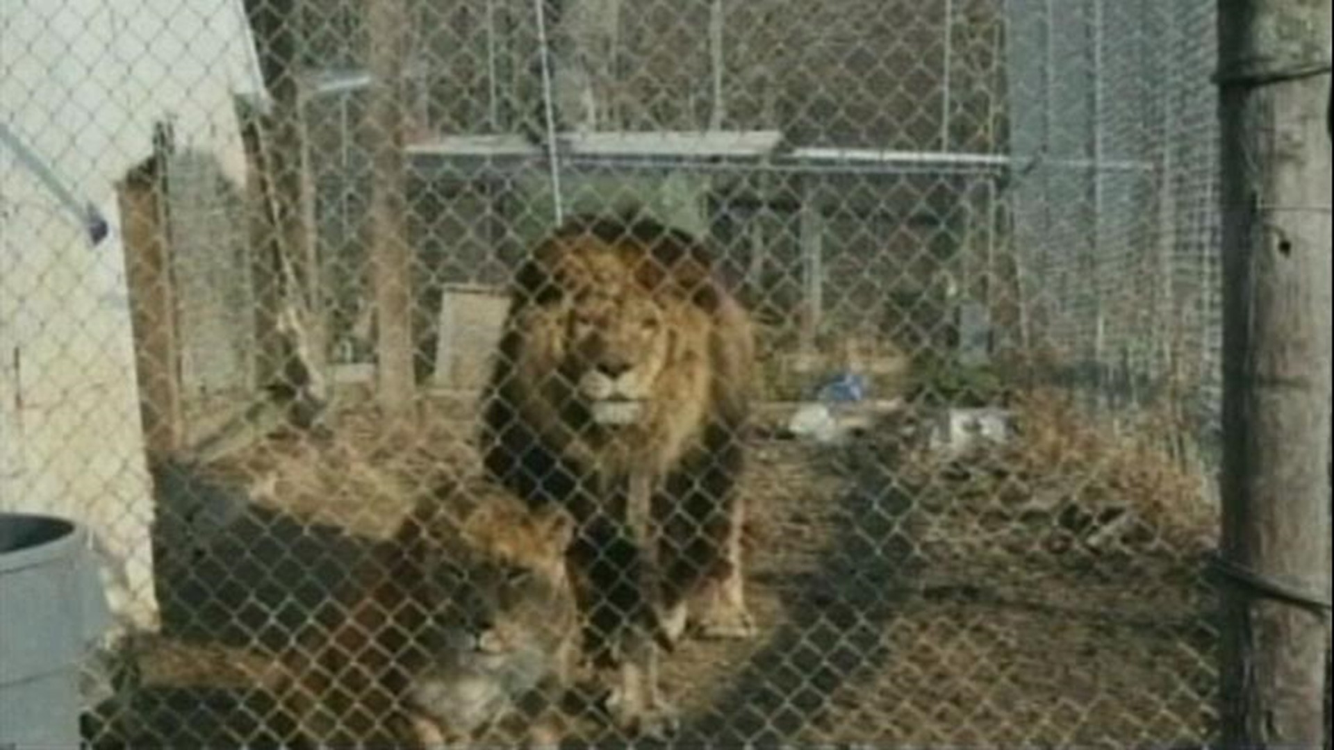 Jack Hanna 'Frustrated' With Exotic Animal Legislation Process