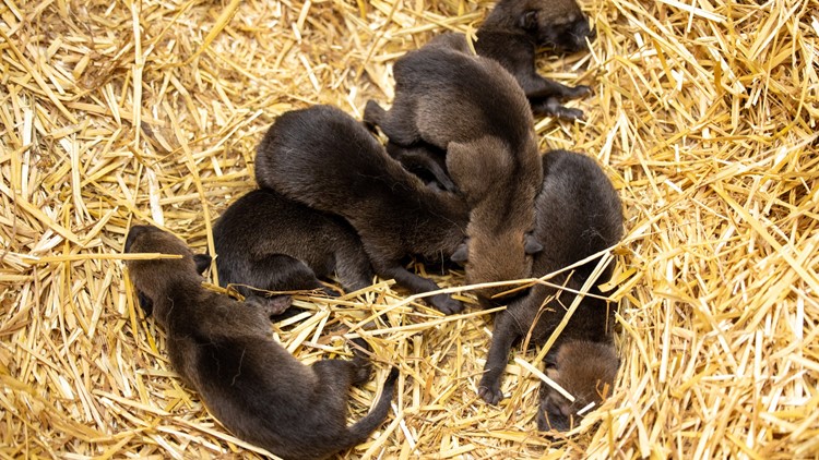 Endangered red wolf puppies born at North Carolina Zoo