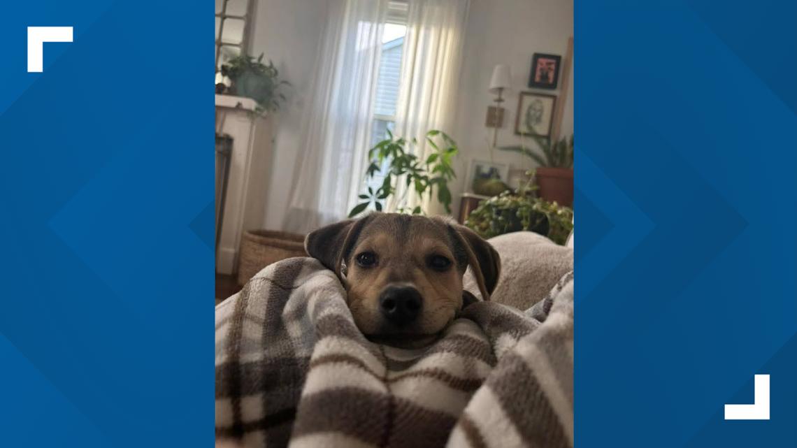 Humane Society of Delaware County celebrates as all dogs find foster homes on Thanksgiving