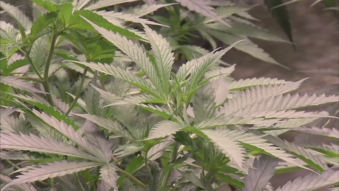 Ohioans sound off on potential changes to state's recreational marijuana law - Vimarsana News